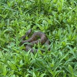 Snake Removal Service