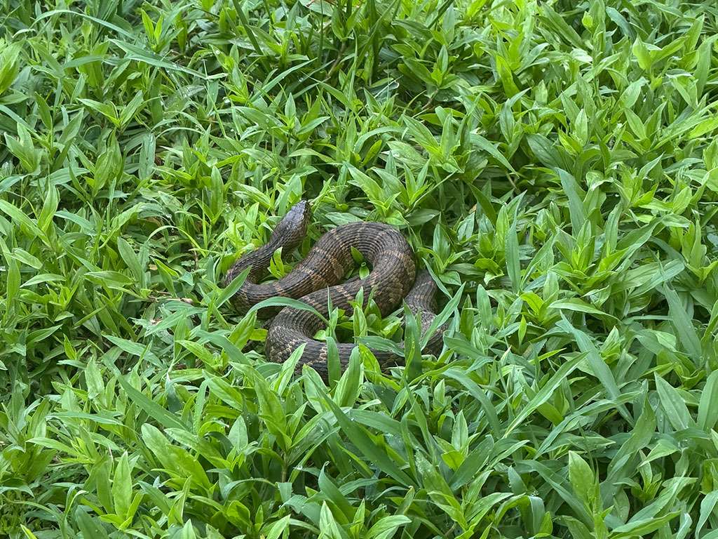 Snake Removal Service